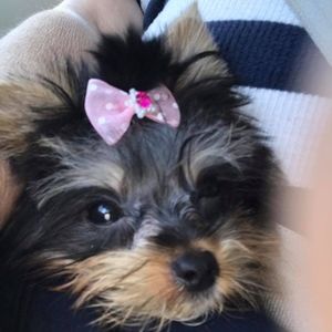 Meet your Posher, Diane